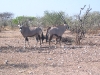Etosha 2 139